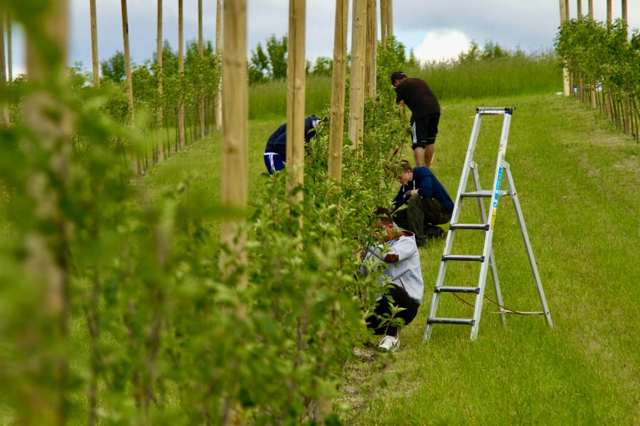 Epler og elever vokser seg sterke på Abildsø Gård